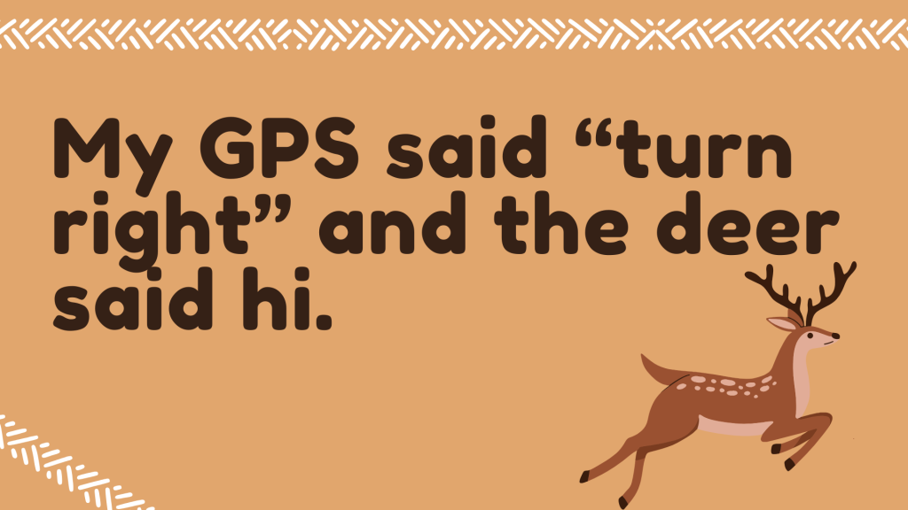 My GPS said “turn right” and the deer said hi.