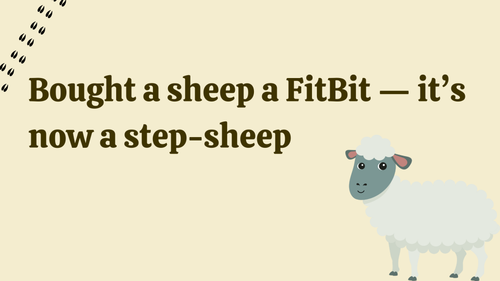 Bought a sheep a FitBit — it’s now a step-sheep.