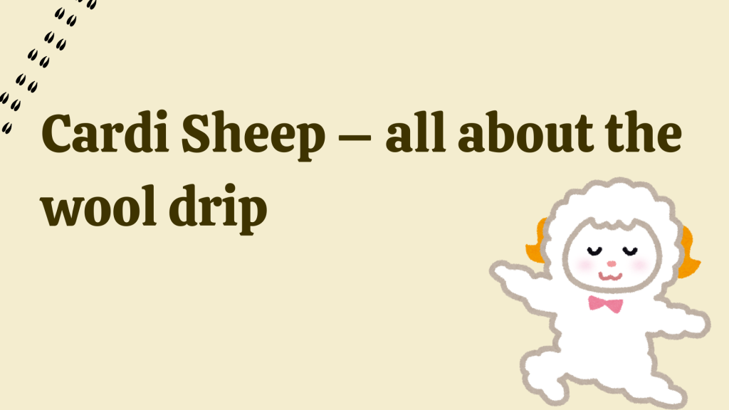 Cardi Sheep – all about the wool drip.